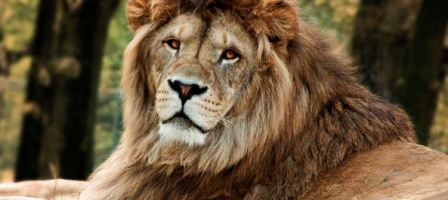 Afrika